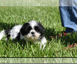 Small #5 Shih Tzu