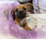 Small Photo #12 Mutt Puppy For Sale in Escondido, CA, USA