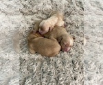 Small Photo #2 Cavachon-Cavapoo Mix Puppy For Sale in MONTECITO, CA, USA