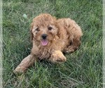 Puppy Puppy 3 Goldendoodle (Miniature)