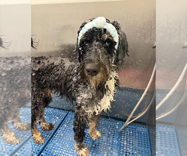 Medium Photo #5 Bernedoodle Puppy For Sale in Valrico, FL, USA