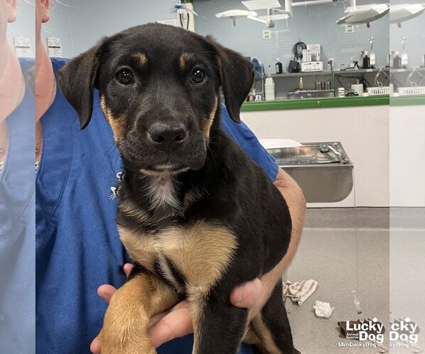 Medium Photo #1 Labrador Retriever-Unknown Mix Puppy For Sale in Washington, DC, USA