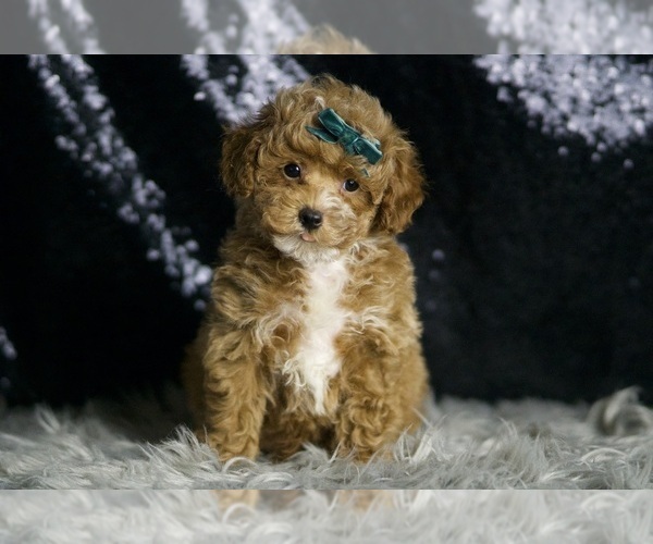 Medium Photo #2 Maltipoo Puppy For Sale in WARSAW, IN, USA