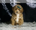 Small #1 Maltipoo
