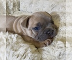 Small Photo #11 French Bulldog Puppy For Sale in WEXFORD, PA, USA