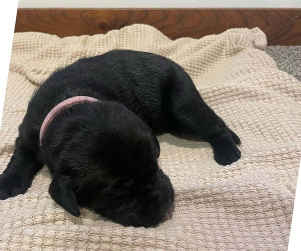 Medium Photo #1 Labrador Retriever Puppy For Sale in BARRON, WI, USA