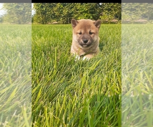 Shiba Inu Puppy for sale in BEAN BLOSSOM, IN, USA