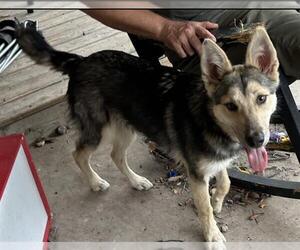 German Shepherd Dog-Unknown Mix Dogs for adoption in San Antonio, TX, USA