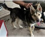 Small German Shepherd Dog Mix