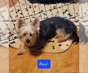 Father of the Havashire puppies born on 04/24/2026