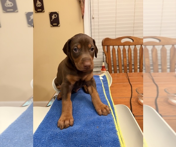 Medium Photo #1 Doberman Pinscher Puppy For Sale in PECK, KS, USA