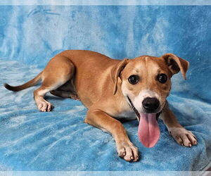 Black Mouth Cur-Labrador Retriever Mix Dogs for adoption in New York, NY, USA