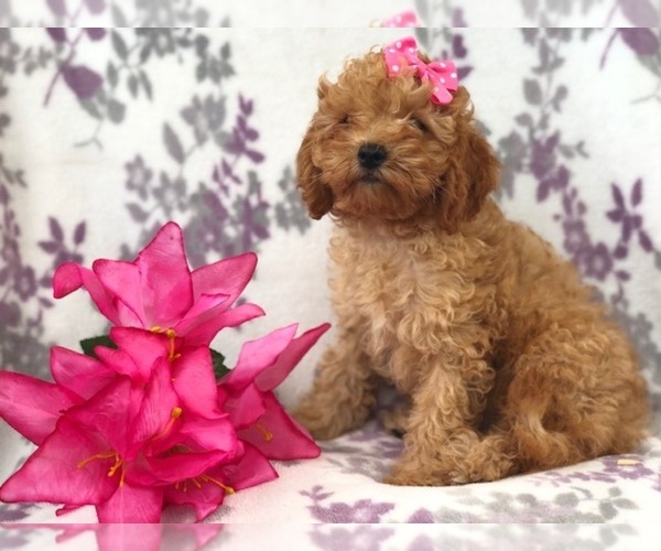 Medium Photo #11 Cavapoo-Poodle (Miniature) Mix Puppy For Sale in LAKELAND, FL, USA
