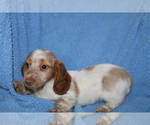Small Photo #11 Dachshund Puppy For Sale in BLOOMINGTON, IN, USA