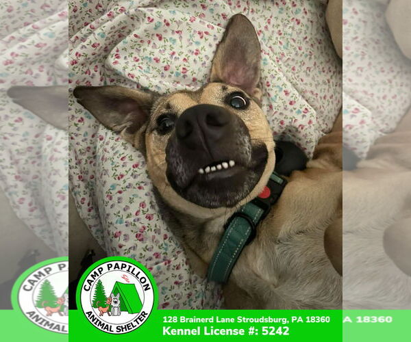 Medium Photo #1 Black Mouth Cur-Unknown Mix Puppy For Sale in Stroudsburg, PA, USA