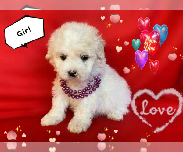 Medium Photo #6 Maltese-Maltipoo Mix Puppy For Sale in SAN FRANCISCO, CA, USA