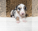Small Photo #3 Australian Shepherd Puppy For Sale in UNIONVILLE, IA, USA