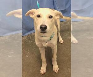 JESSI - Female German Shepherd Dog-Unknown Mix Dog for Adoption