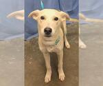 JESSI - Female German Shepherd Dog-Unknown Mix Dog for Adoption - Small photo