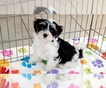 Image preview for Ad Listing. Nickname: Bruno