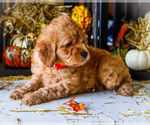 Small Photo #3 Goldendoodle-Poodle (Miniature) Mix Puppy For Sale in WAKARUSA, IN, USA