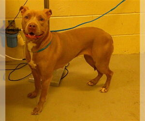 Mutt Dogs for adoption in Sanford, FL, USA