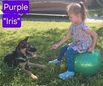 Small #2 German Shepherd Dog