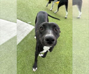 Jessi *Arriving 2/20* - Female Jack Russell Terrier-Labrador Retriever Mix Dog for Adoption - Photo #4
