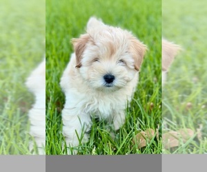 Schnauzer (Miniature) Dog for Adoption in PFLUGERVILLE, Texas USA