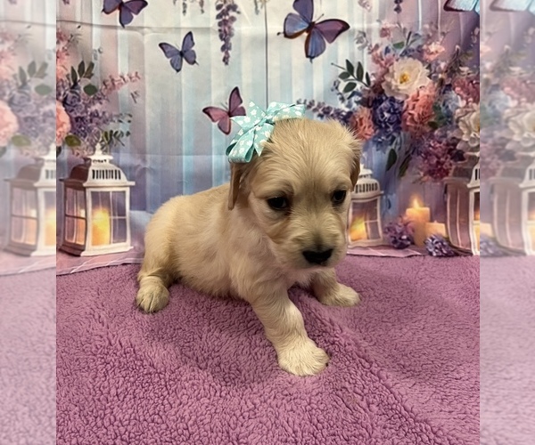 Medium Photo #10 English Cream Golden Retriever Puppy For Sale in BUSHNELL, FL, USA