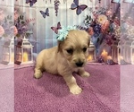Small #9 English Cream Golden Retriever