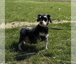 Small Photo #1 Schnauzer (Miniature) Puppy For Sale in MIDDLEBURY, IN, USA