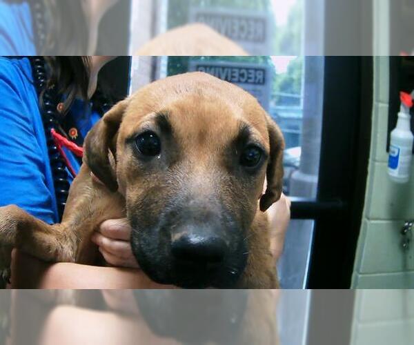 Medium Photo #1 German Shepherd Dog-Unknown Mix Puppy For Sale in Tulsa, OK, USA