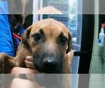 Small German Shepherd Dog Mix