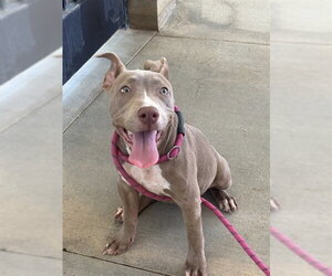LUCIE - Female Mutt Dog for Adoption - Photo #2