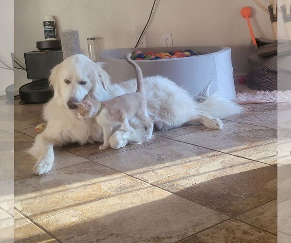Medium Photo #8 Great Pyrenees Puppy For Sale in Goodyear, AZ, USA