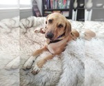 Small #4 Anatolian Shepherd-Labrador Retriever Mix