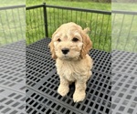 Small #6 Cockapoo (Miniature)
