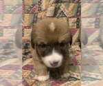 Small Photo #5 Dorgi Puppy For Sale in HURST, IL, USA