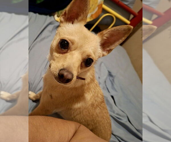 Medium Photo #1 Chihuahua-Unknown Mix Puppy For Sale in San Diego, CA, USA