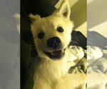 Small Photo #2 American Eskimo Dog Puppy For Sale in Pikesville, MD, USA