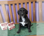 Small #2 Boston Terrier Mix