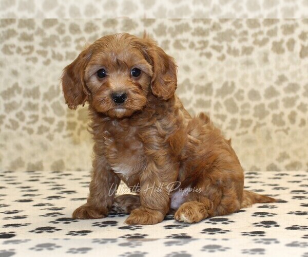 Medium Photo #4 Cavapoo Puppy For Sale in DENVER, PA, USA