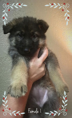 German Shepherd Dog Puppy for sale in PIERCE CITY, MO, USA