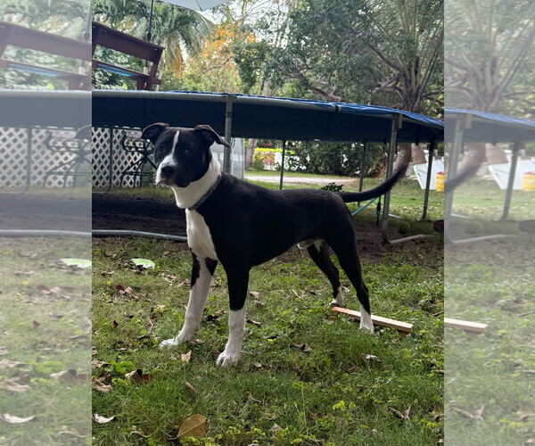 Medium Photo #2 American Pit Bull Terrier-Unknown Mix Puppy For Sale in Key Largo, FL, USA