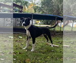 Small #1 American Pit Bull Terrier Mix