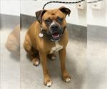 Small Boxer