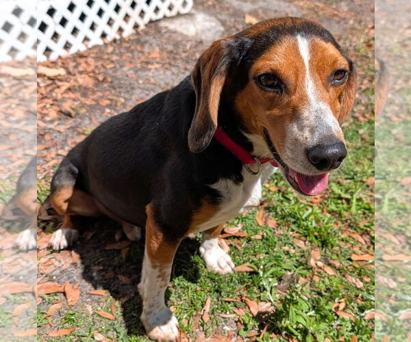 Medium Photo #22 Beagle Puppy For Sale in Dunnellon, FL, USA