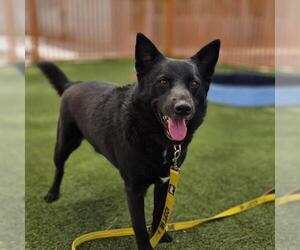 German Shepherd Dog-Unknown Mix Dogs for adoption in Las Vegas, NV, USA