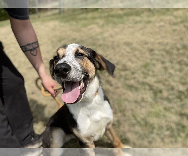 Medium Photo #1 Australian Shepherd-Unknown Mix Puppy For Sale in Low Moor, VA, USA